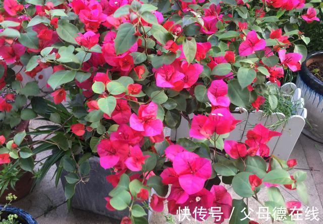 三角梅只长叶子不开花?秋天四不做,花朵多到看不见叶子