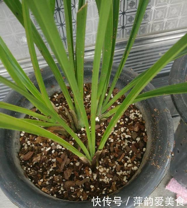 路边捡点它,开水一烫扔盆里,养花10年不烂根!