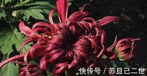 养菊不如养一盆“墨菊”,花色如墨,华丽不失娇媚,适合盆栽养殖