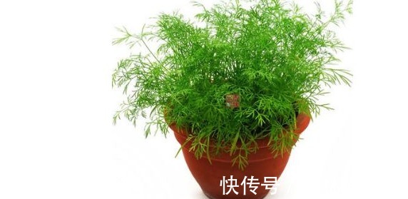 抗菌|“皇帝菜”功效奇高，抗菌抗衰老、预防癌症，可惜没好多人喜欢