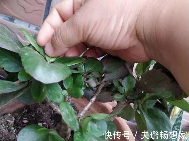 酒瓶种长寿花，阳光晒够了，3个月变老桩！