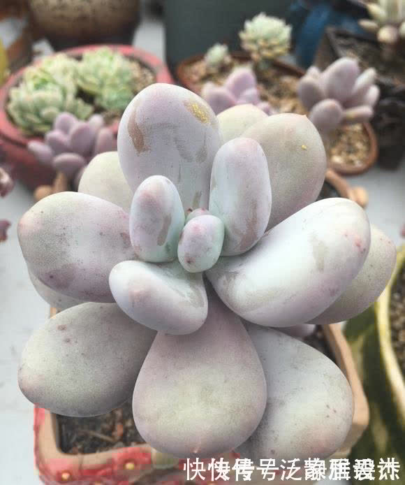 土壤|养多肉,配土很重要?只要会养,配土只是一种方式,无关紧要