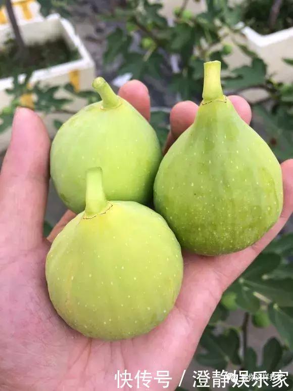 枝条|1个塑料瓶套在无花果枝条上,10天就生根,当年就结50多颗果