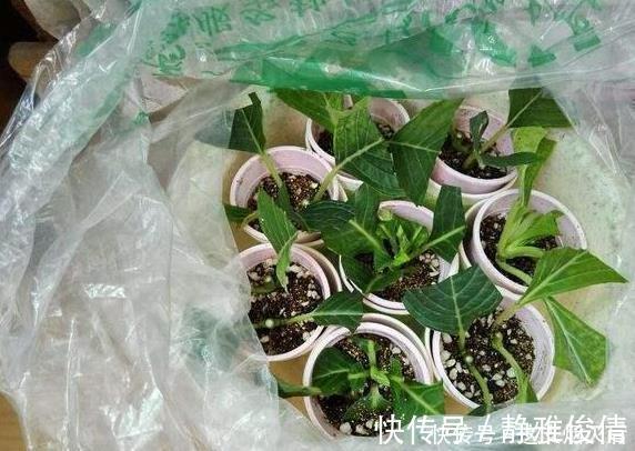现在扦插此4种花,一周就长芽生根,一棵变多棵,成养花大户了