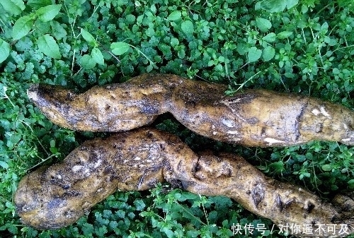 根部|这东西根部能长到几十斤重,富人对它不屑一顾,却养活了很多穷人