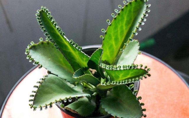 第一次养花选什么就养这2种,放在盆里自己繁殖,太好养了