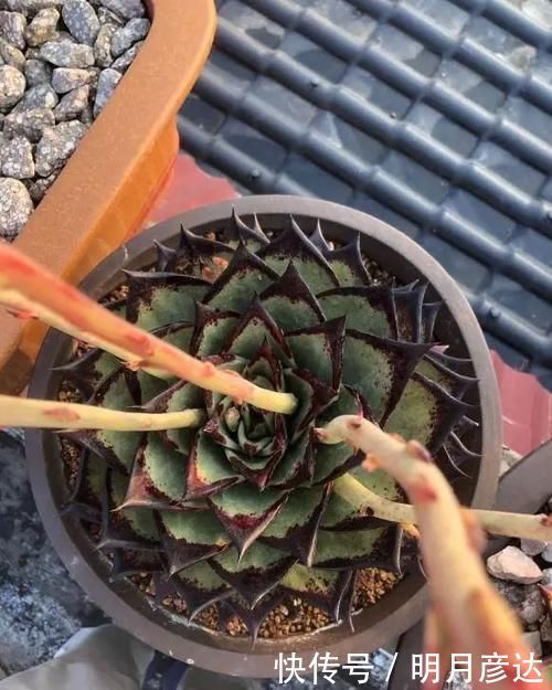 肉肉|乌木,龙舌兰,这2种多肉很霸气,家里养一盆,观赏价值相当高