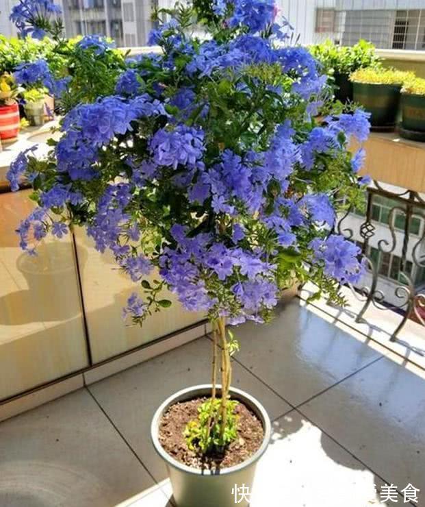 立秋后,建议扦插6种花,温度适宜“利于”生根,成活率高