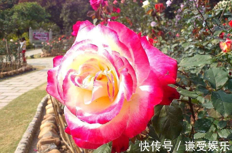 玛丽公主|这些“高贵之花”，花朵漂亮开花多，每一种都很值得养太美了