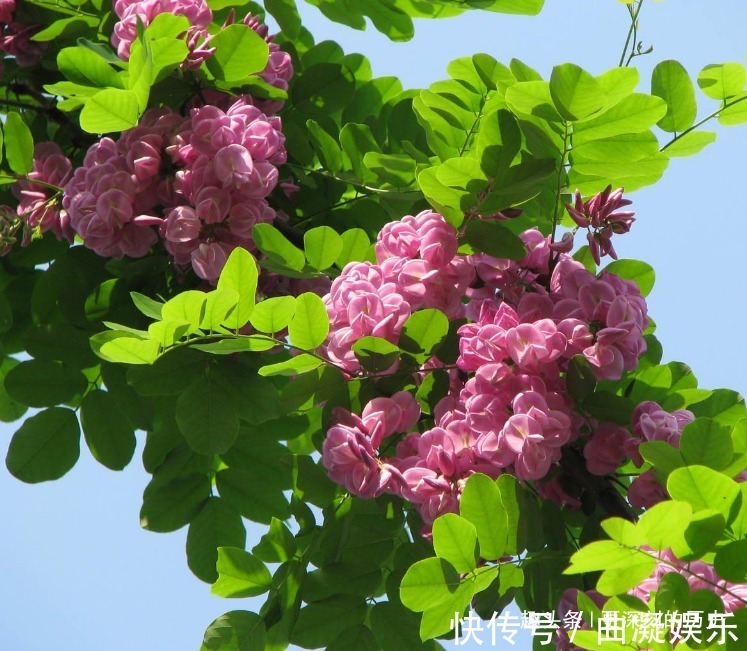 此花寓意着富贵的花,给人一种繁荣欣欣向荣的曲线,是财富之花