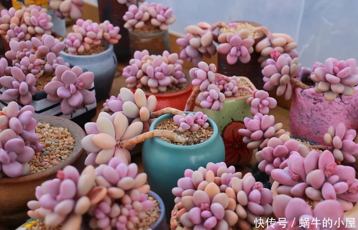 多肉|多肉“贵货”沦为大普货?注意2点,一样养成美美哒“桃蛋仙子”