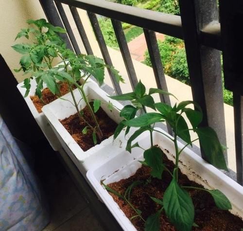 泡沫箱能种盆栽吗？