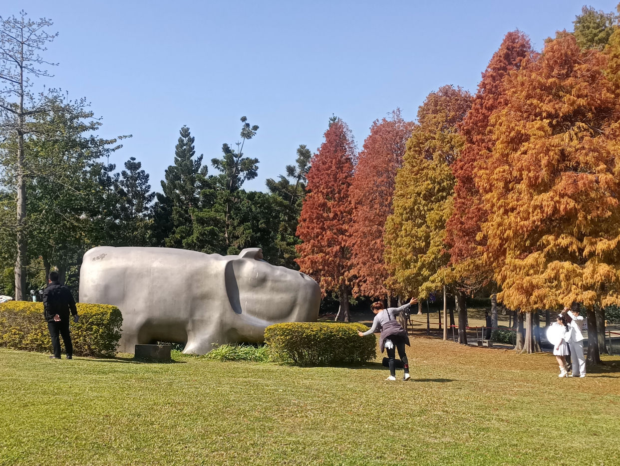 鼓浪屿|厦门秋天旅游，值得做的10件小事，看落羽杉、赏三角梅、摸仙人掌