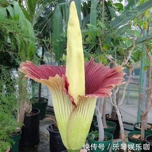 热带雨林|8种贵货花,见过的人真不多,见过3种就是“见多识广”