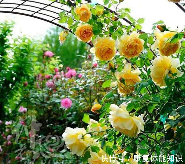 此花一年开花300天，花朵会散发酒香味，院里养2棵3年爬满墙！