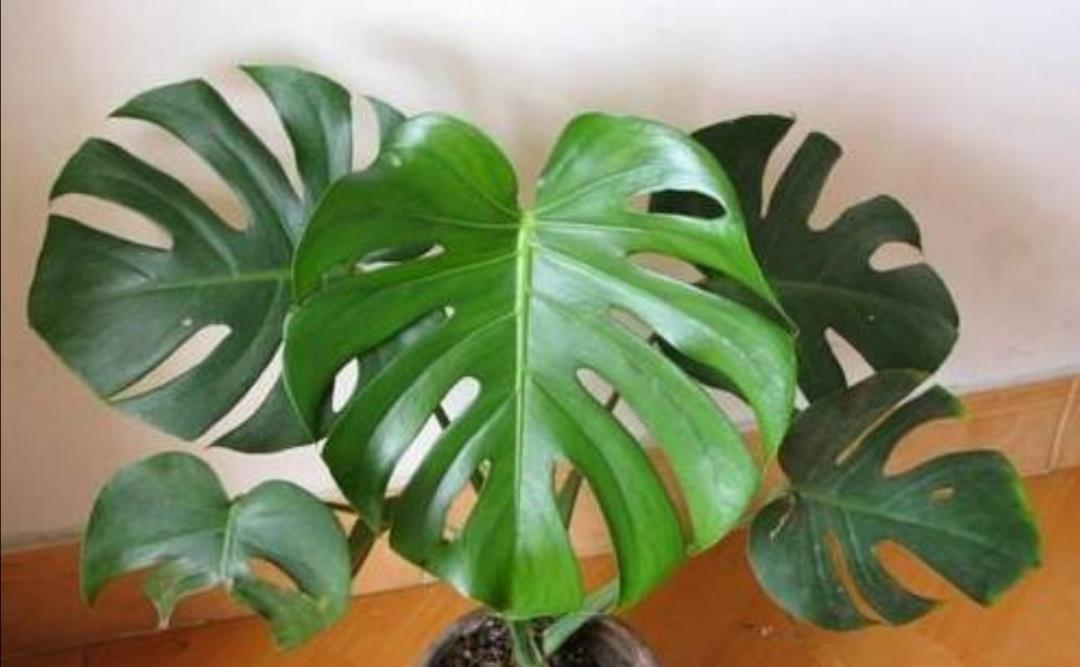 生根|养龟背竹,这个位置“切一刀”,一盆能变多盆