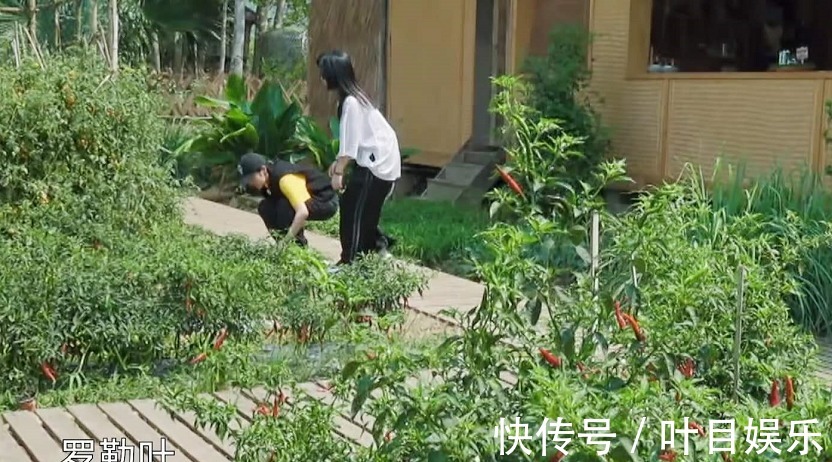《向往4》辣椒一夜变红,被质疑是穿帮镜头农村人的解释很到位