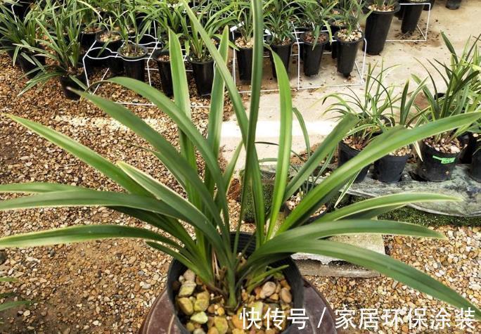 高贵典雅，曾1苗卖万元，如今平民价，花叶带“金边”，值得买