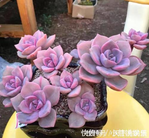 杂交品种|20款高贵梦幻紫色多肉,养一盆“紫气东来”,总有一款是你喜欢的