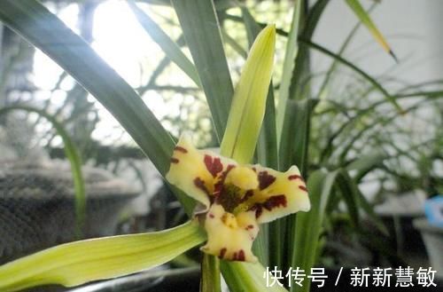 施宜|磷酸二氢钾是喷在植物叶子上还是埋到土里?