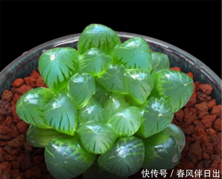 阿勇|玉露也能养爆盆,学会5个小技巧,晶莹剔透分枝多