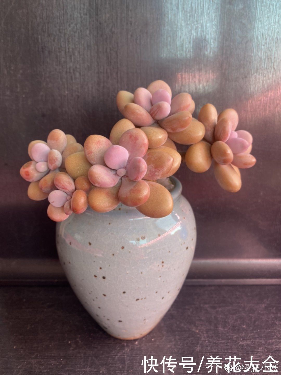 室内养多肉,也能养出水晶果冻色,任谁看到都说好