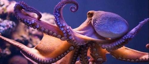 海洋里最聪明的软体动物 它有两套记忆系统 眼睛和人类很像 快资讯