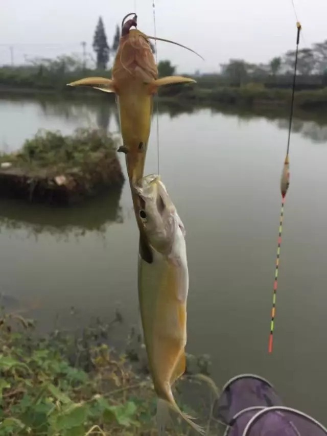 大爷|大爷用蚯蚓钓鱼二十年的配方，每次都收获满满，原来秘密在这