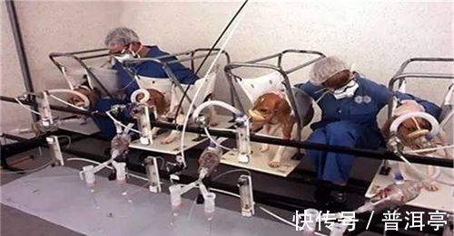 实验室|为证明抽烟无害，英国公司让狗每天抽100支烟，结果只换来6个字