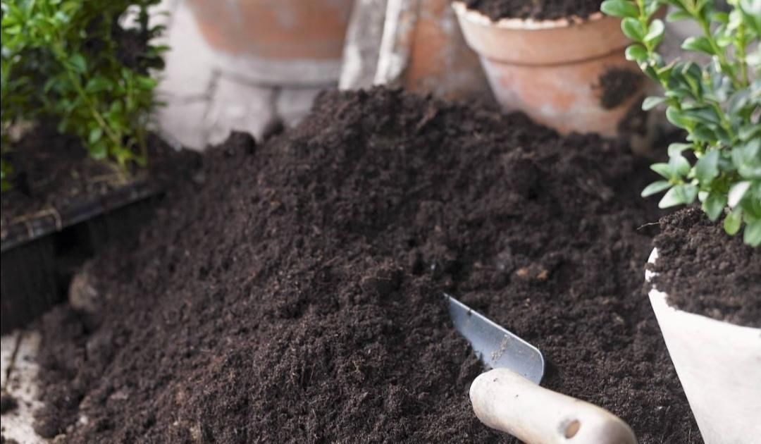 用草木灰养花,有这么多好处,但是这类花卉可不能用