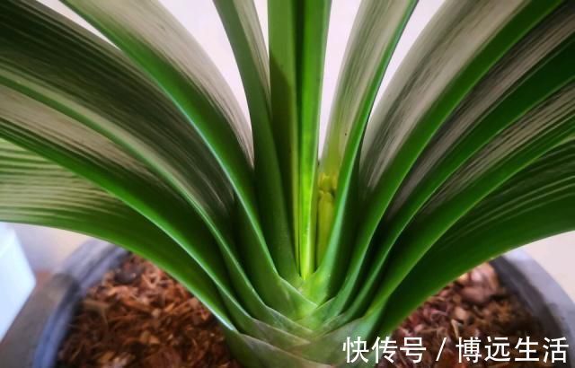 土壤|养花土板结“戳不动”，“2种水”家家都有，七天浇1次，疏松肥沃