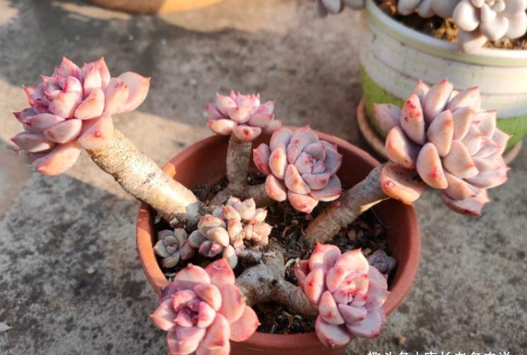 肉友|新手必入的8款多肉,如果把它们都养挂了,那说明你真的不够用心