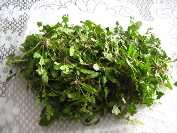 菱角菜|野菜中的上品,营养丰富、分布广泛、历史悠久、药用价值还很高