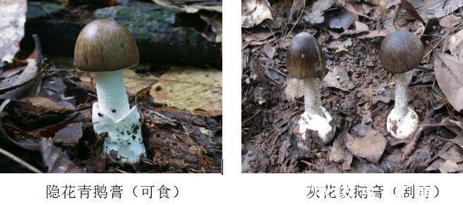 死亡率|死亡率极高！贵州人很爱吃的这种野味，又到中毒高发期
