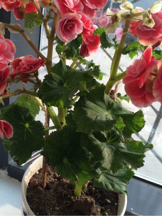 漂亮|4种漂亮花“忒难养”，养花功底薄，年年养不活，买了就后悔