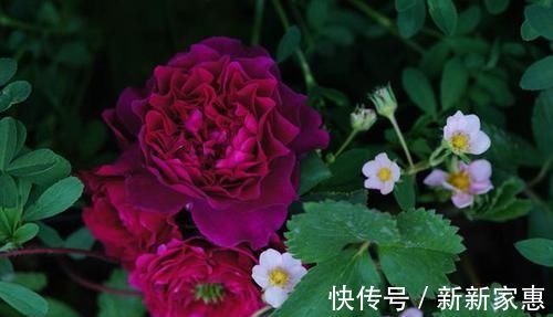 花型|比牡丹还漂亮的月季,花色高贵又不失浪漫,香味浓郁,能四季开花