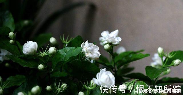 花友|茉莉、三角梅开得旺,土里两种花肥很重要,添一点就有明显效果