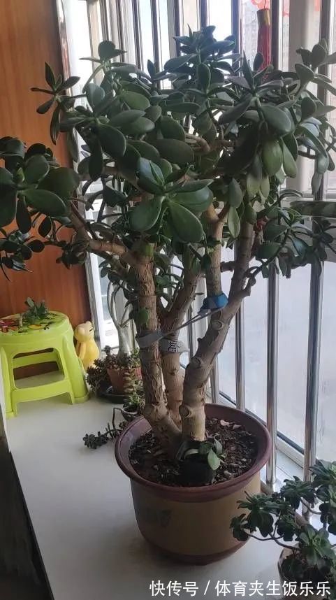 玉树如何修剪？轻松2步，养成枝繁叶茂的小树、枝壮叶绿又开花