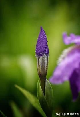 即将绽放的鸢尾花，雨后更艳丽