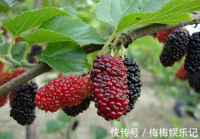 柏树|五树不进院,财源滚滚来,分别指的是哪五树?说的有道理吗