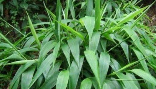 心血管疾病|被称血栓的“对死头”,日常多吃点,排尽血管垃圾,血栓悄悄溜走