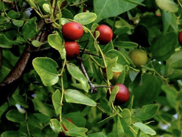 在五台山附近,1种野草较为“独特”,能结出“小红果”,价值高