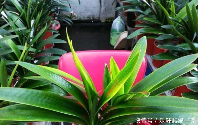 健壮|君子兰入夏要“静养”，扔一边，少管它，反而更健壮