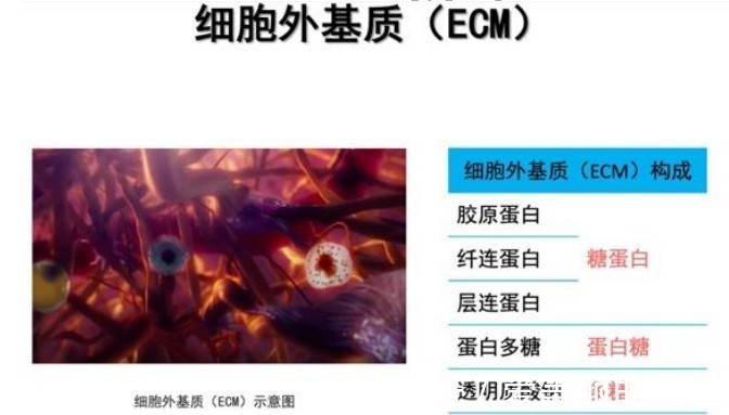 化妆品|为什么玻色因在化妆品原料界越来越受欢迎?