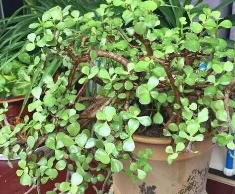 金枝玉叶这么养,长势旺,枝繁叶茂又漂亮!