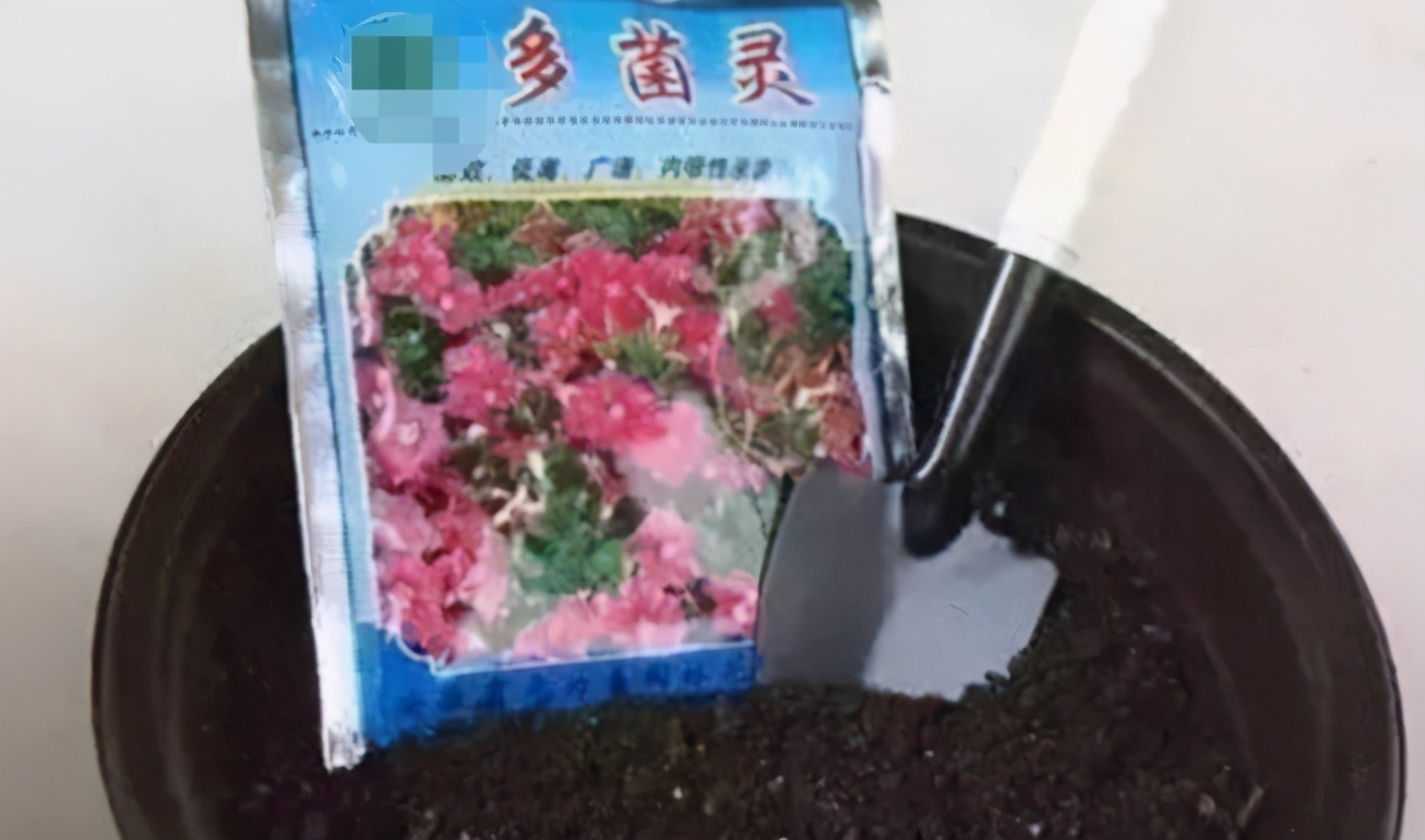 花土问题无小事，牢记3点，养花土不轻易结块，花根长得更壮实