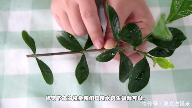 修剪|栀子花扦插很简单，修剪完的枝条不要扔，注意几点生根速度快