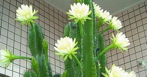 3种懒人树，好养又好看，一年能窜2米高，是家庭盆栽佳品