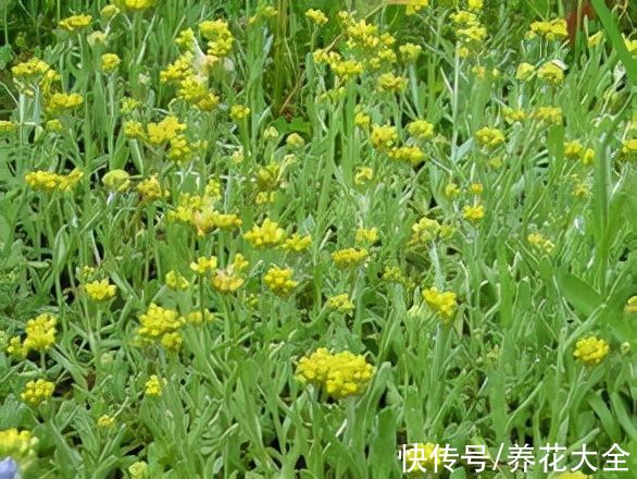 野草|农村3种常见野草，是不可多得的中草药，别小瞧了