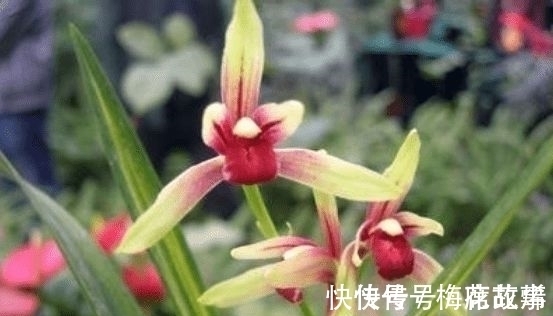 花香|国魂兰花被誉为“四大天后”之一,开花比鸡血还红,花香迷人